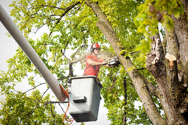 Professional Tree Care  in Mayfield, OH